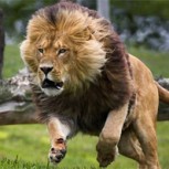 León casi devora a su cuidador por la espalda: Video muestra el terror que vivió