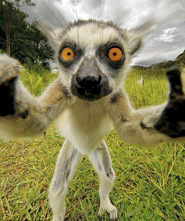 funny-animal-selfies12