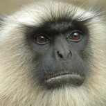 Monos lloran desconsolados por la muerte de “un bebé”: Emotivo registro se vuelve viral