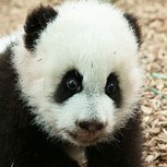 Zoológicos protagonizan “salvaje” batalla viral por tener al animal más tierno