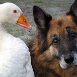 Perro se enfrasca en pleito con un ganso furioso para defender a su amo