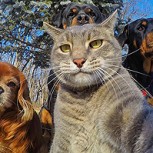 Estas son las 15 selfies más divertidas y virales de animales: No te las puedes perder
