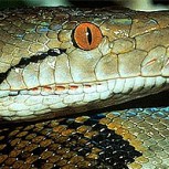 ¿Puedes ver la serpiente de casi 2 metros?: La imagen que enloquece a todos
