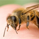 Ciclistas son atacados brutalmente por un enjambre de abejas: Increíble y doloroso registro