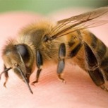 Ciclistas son atacados brutalmente por un enjambre de abejas: Increíble y doloroso registro