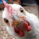 Gallo gigante se vuelve viral en internet: Su tamaño llega a ser escalofriante