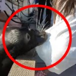 Video: Lobo marino captura a una niña y desata el pánico entre los testigos