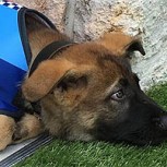 Conoce a Gavel, el perro que no pudo ser policía por ser demasiado tierno: Su historia se hizo viral