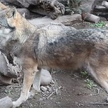 Lobo Zabivaka ya vaticinó al campeón de la Copa Confederaciones: ¿Alemania o Chile?