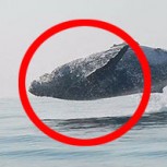 Video del sorprendente salto de una ballena jorobada se viraliza: Bello registro