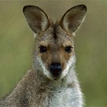 Canguro golpea en pleno rostro a niño que intentaba darle de comer: Sorpresiva reacción
