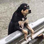 Desoladoras imágenes de mascotas abandonadas por las inundaciones en Houston: Repudio a sus dueños en las redes
