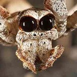 ¿Dejarían que una araña pasee por sus caras? Atrevida mujer se volvió viral