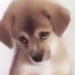 No podrás contener la ternura con este cachorro regañado: Video viral