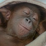 Imágenes virales del orangután bebé que nació en cautiverio para salvar la especie: Te robará el corazón