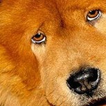 Perrita llora de emoción al ver por videollamada a su dueña: Conmovedor video viral