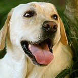 La curiosa ilusión óptica de este perro por la que todos están pidiendo una explicación