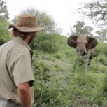 Frena embestida de elefante sólo con su mirada: Impactante video del tenso momento