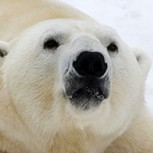 Los últimos momentos de un oso polar que sucumbe debido al calentamiento global: Desgarrador video viral