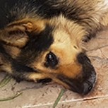 Conoce al “Hachiko” chileno: Perrito visita sin falta la tumba de su dueño desde 2016