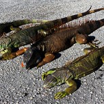 Ataques de iguanas descongeladas causan preocupación en Estados Unidos