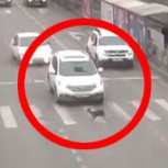 Perro provoca grave choque de vehículos: Video registró el tenso momento