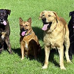 La emotiva lealtad de los perros: Este video que ya es viral te emocionará