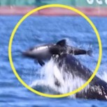 Orcas golpean a delfín hasta la muerte y todo queda registrado en este video