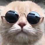 Dog, el gato vendedor de pescado más adorable que podrías encontrar