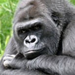 Gorila evoluciona frente a visitantes de un zoológico: Increíble video remece las redes sociales