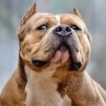 Feroz pitbull desata el caos en las calles: Video muestra cómo atacó a transeúntes