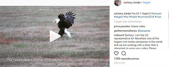 aguila-zorro-1