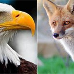 Un águila y un zorro se enfrentan en el aire por una liebre: Video y foto registraron el momento