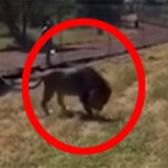 Registran terrorífico momento en que un león ataca a un anciano: Espeluznante video