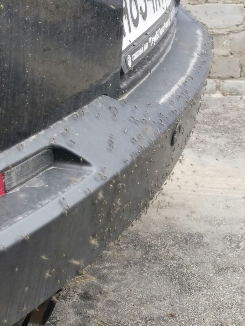 mosquito00