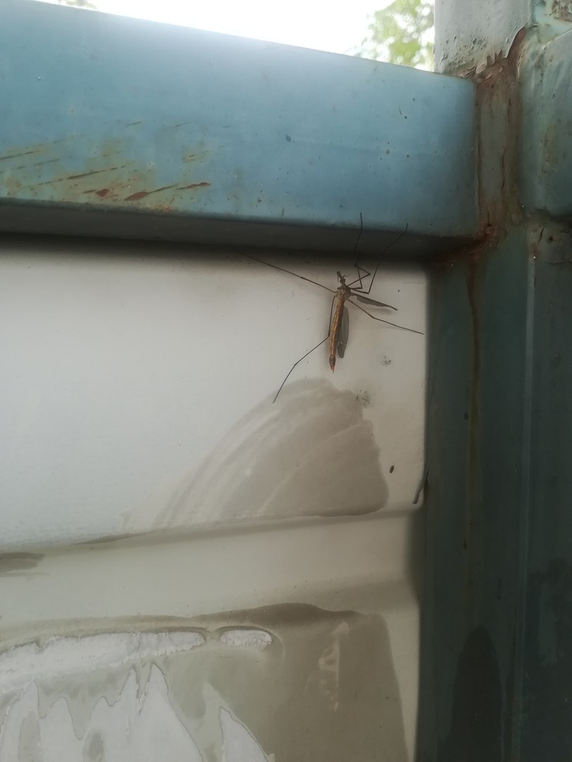 mosquito