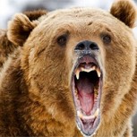 Hombre quiso sacarse una selfie con un oso salvaje y lo que pasó después enmudeció a todos