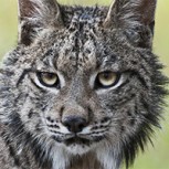 El maravilloso e intimidante momento en que dos linces se pelean por el territorio