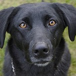 Más de 20 millones de usuarios ya vieron la graciosa reacción de un perro al que pillan en una piscina