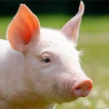 Nace un cerdo mutante con cara humana en una localidad de China