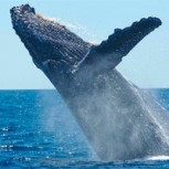 Ballena casi vuelca bote de una zambullida: Turistas pasaron el susto de sus vidas