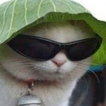 Test define cómo es tu personalidad según el primer animal que detectes en la imagen: ¿Qué ves tú?