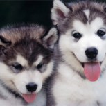 La discusión entre 2 perros es lo más tierno que verás hoy: Divertido video