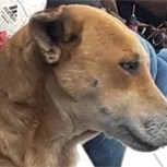 “Tesapara”, la perrita DT paraguaya que dio la vuelta al mundo: Una historia que te robará el corazón