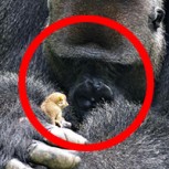 Esta es la amistad más tierna que podrás ver: Un enorme gorila y un diminuto bebé gálago