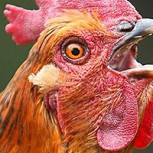 ¿Qué tiene de especial una gallina en pantalones? La imagen se convirtió en un éxito viral