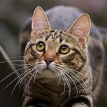 ¿Qué puede suceder si un gato se “entromete” en una pasarela de modelos? Conoce a este divertido felino