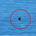 Residentes afirman ver un “dinosaurio marino”: Video de lago canadiense se hace viral