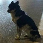 Perrito lleva más de 80 días en el lugar donde murió su dueña: Una historia de lealtad y ternura