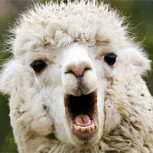 Una llama toma taxi en Perú y todo queda registrado en video